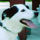 Cordi was adopted in October, 2003